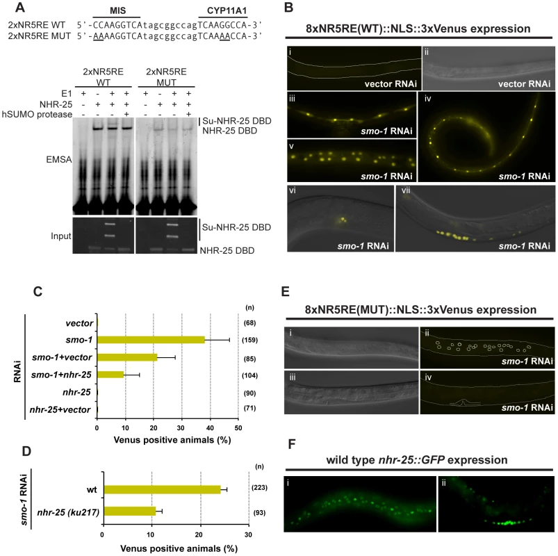 Sumoylation inhibits NHR-25-dependent transcription <i>in vivo</i>.