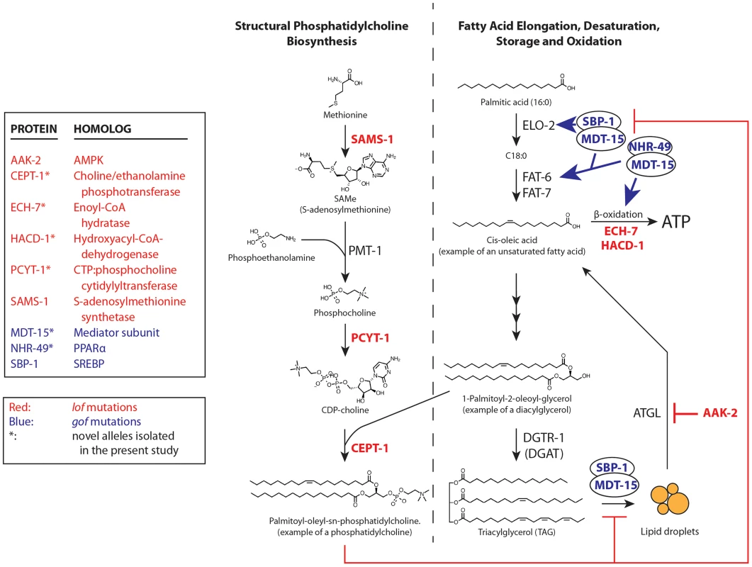 <i>paqr-2</i> suppressors either inhibit phosphatidylcholine synthesis or promote fatty acid metabolism.