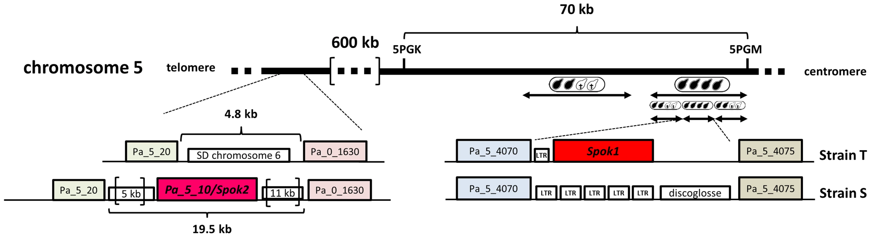 <i>Spok1</i> and <i>Spok2</i> DNA regions.