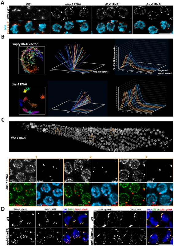 Depletion of cytoskeletal motors impairs SUN-1::GFP mobility.