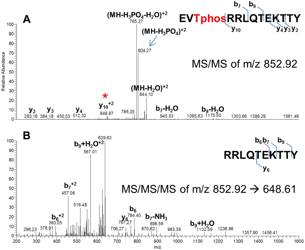 Mass spectra showing that CovR is phosphorylated on threonine 65.