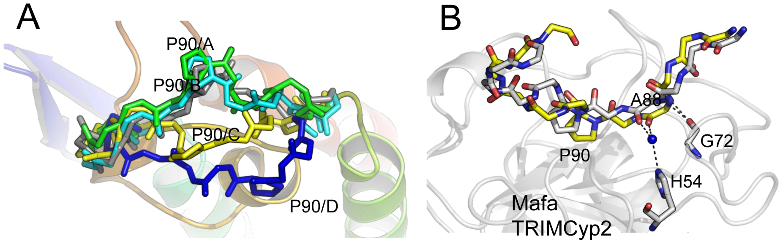 CypA-binding loop conformations in the HIV2 +A88 capsid structure.