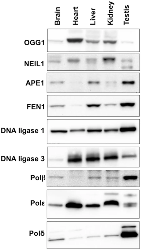 Expression of various BER proteins in different mouse organs.