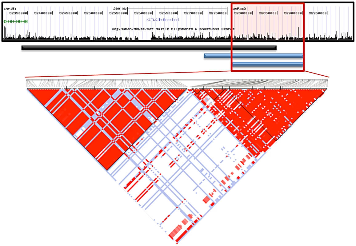 Interbreed haplotype analysis refines the SCCD locus to 144.9 Kb.