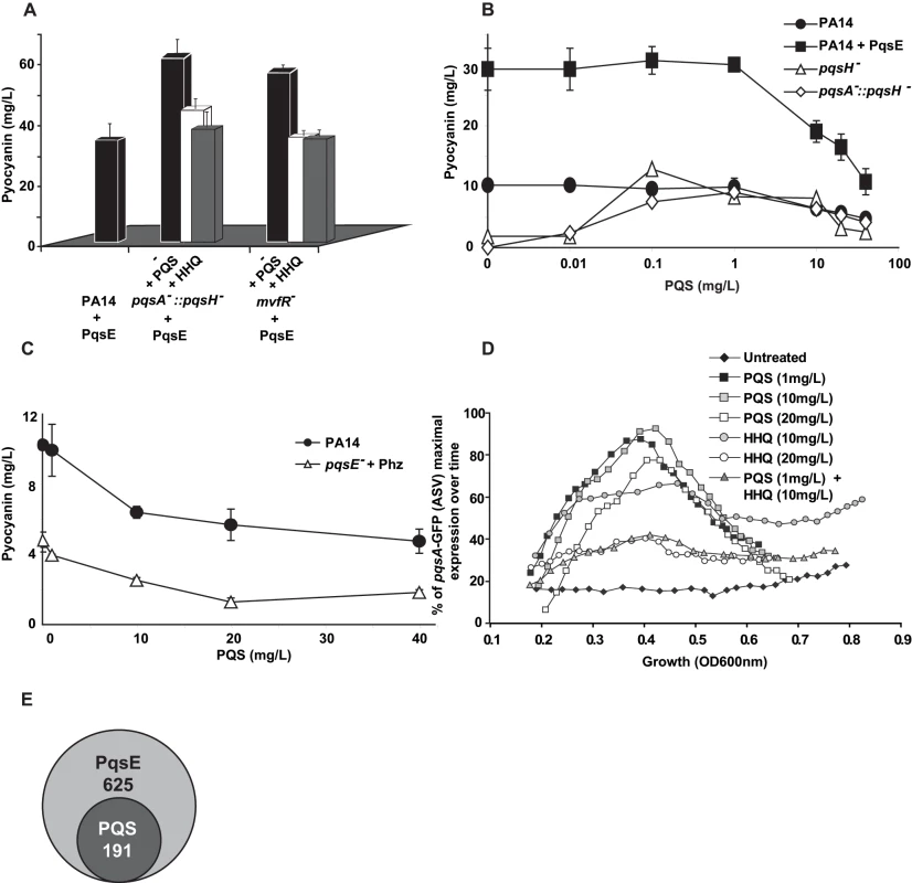 Negative homeostatic feedback regulation on MvfR regulon products and activity is mediated via cell-cell signaling molecule concentration.