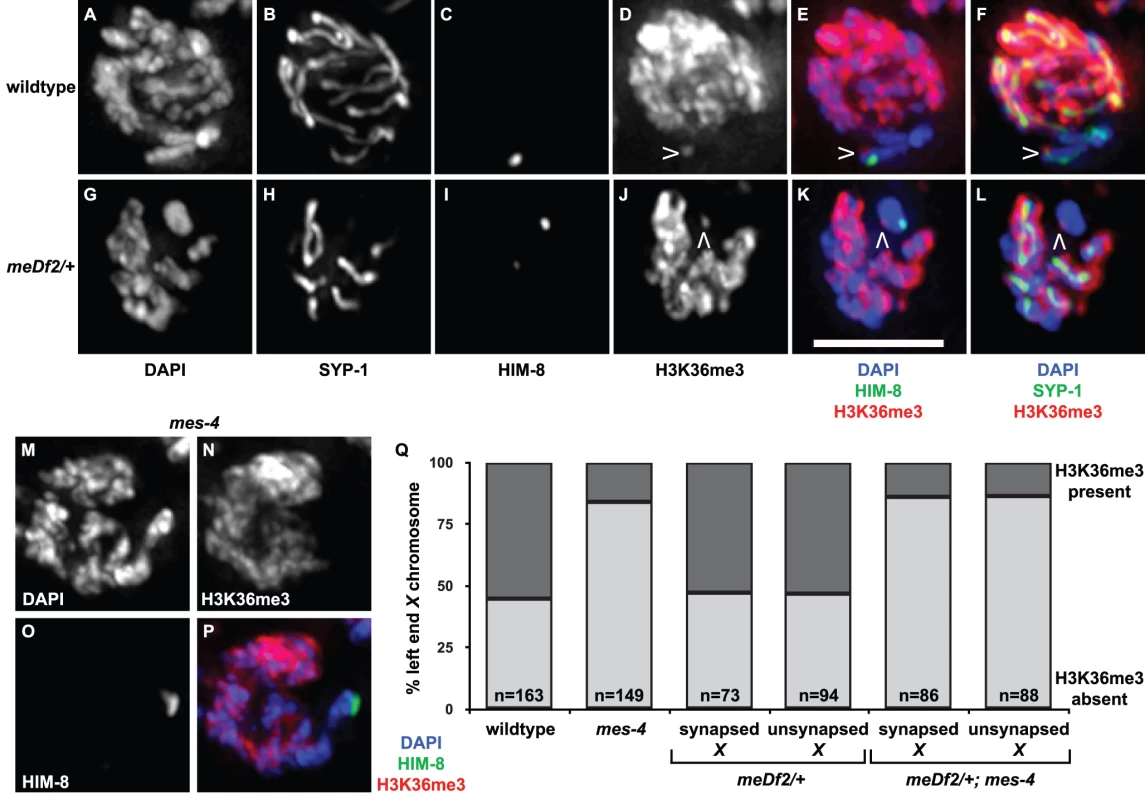 Is H3K36me3 the relevant chromatin modification for synapsis checkpoint activation?