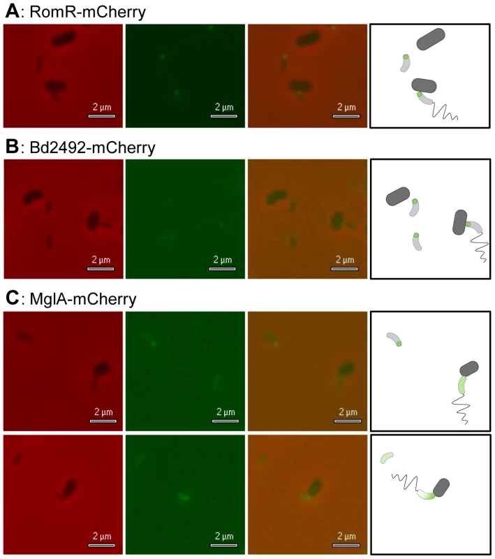 <i>B. bacteriovorus</i> RomR-mCherry and Bd2492-mCherry localised at the prey-interaction pole; MglA-mCherry showed variable diffuse foci.