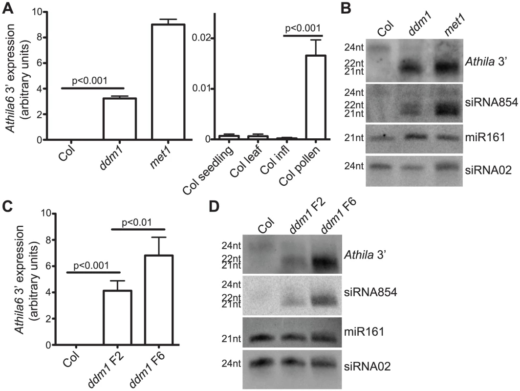 Expression of the <i>Athila6</i> retrotransposon leads to accumulation of <i>Athila</i> 21–22 nt siRNAs, including siRNA854.