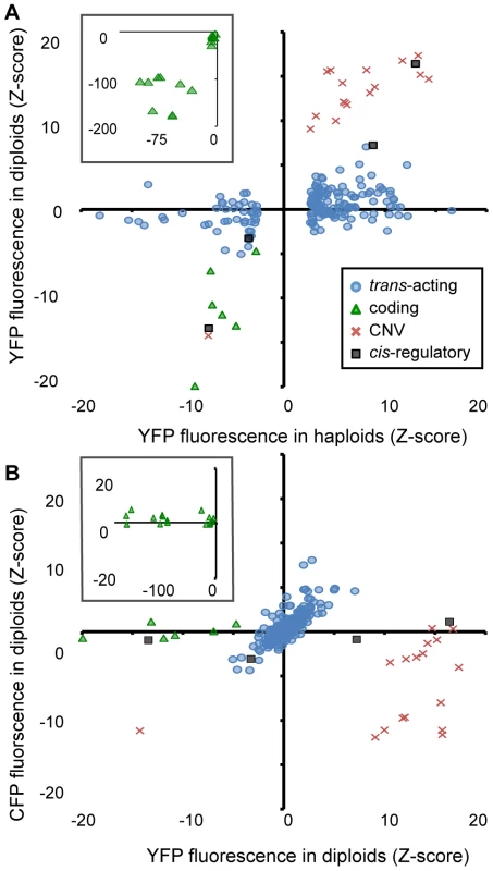 Effects of heterozygous mutant alleles on YFP and CFP fluorescence differ among mutational classes in diploid cells.