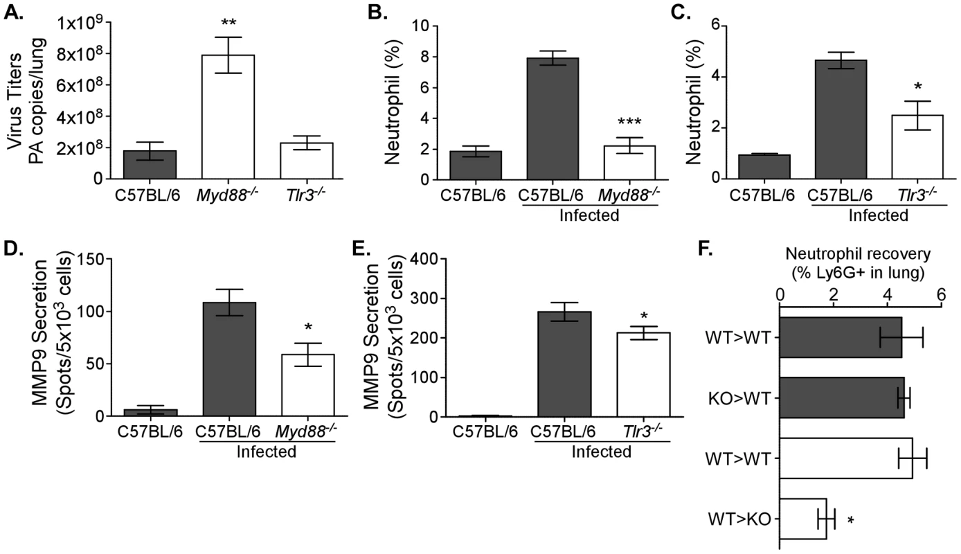 Neutrophil recruitment, MMP9 secretion, and viral load are TLR-dependent.