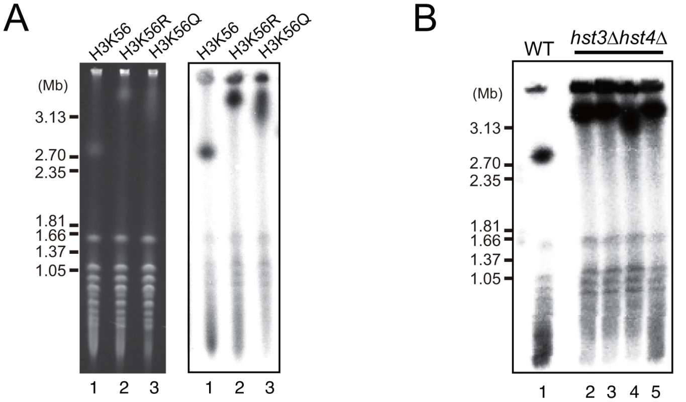 Dysfunction of histone H3K56 acetylation and deacetylation induces hyper-amplification of rDNA copy number.