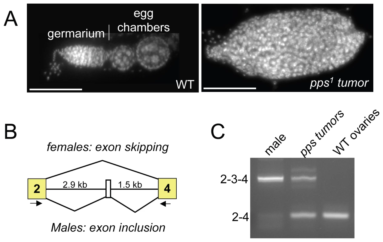 <i>Sxl</i> splicing is disrupted in the ovaries of incompletely rescued <i>pps<sup>1</sup></i> mutant females.