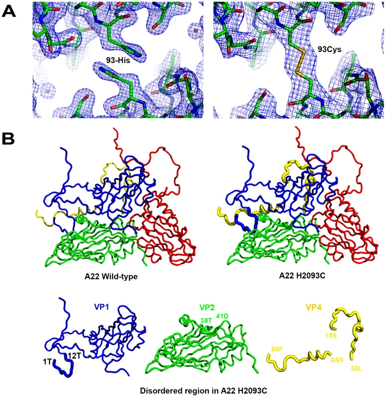 Structure analysis of A22-wt and A22-H2093C empty capsids.