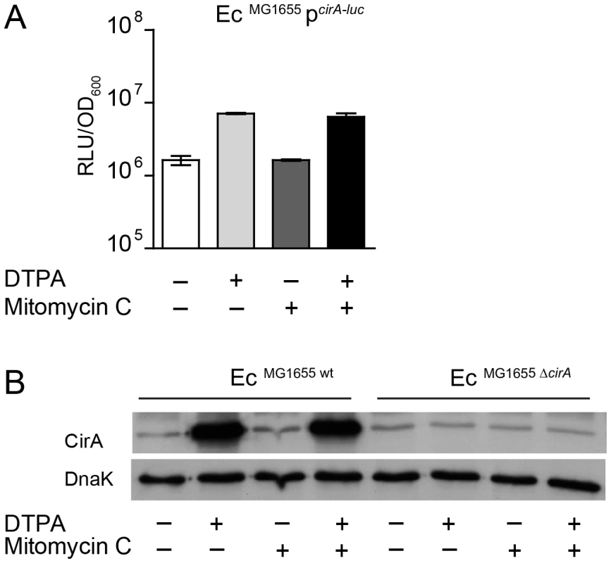 <i>E. coli cirA</i> expression is upregulated in response to iron limitation.