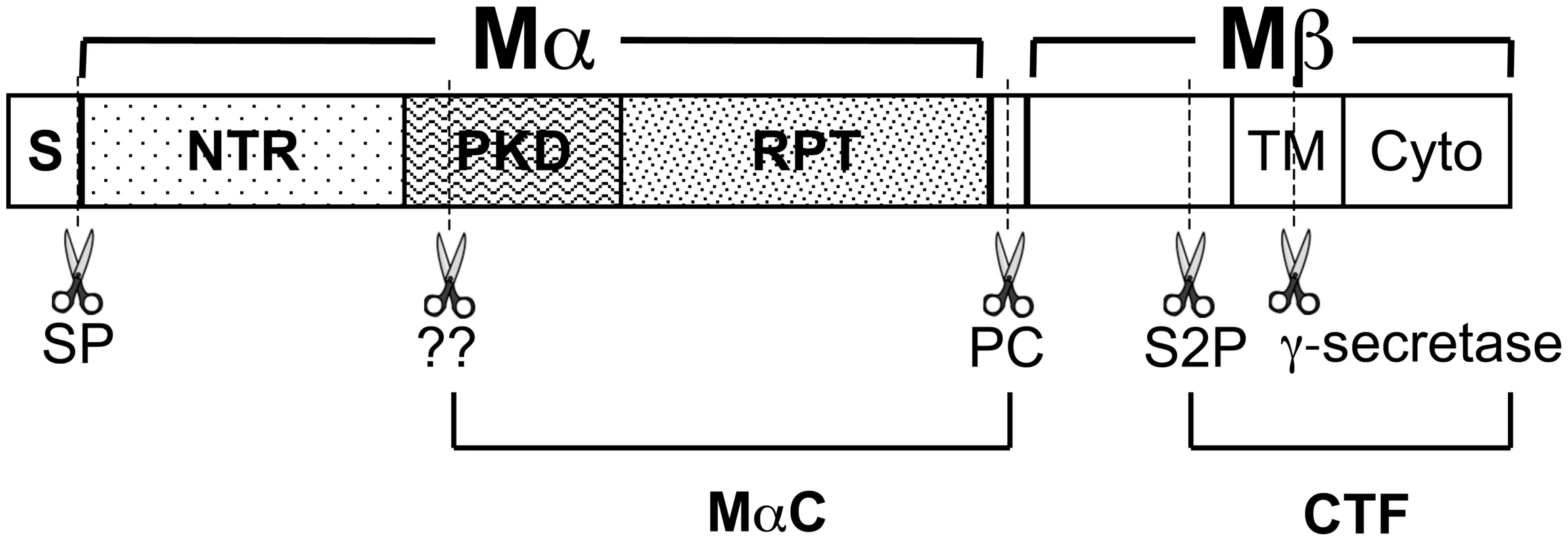 Schematic diagram of PMEL proteolytic processing.