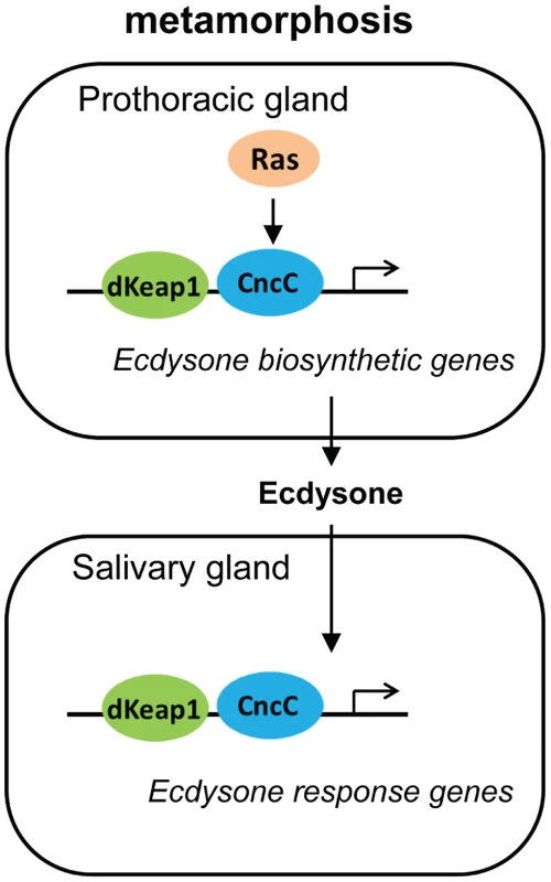 Model for the regulation of the onset of metamorphosis by CncC and dKeap1.