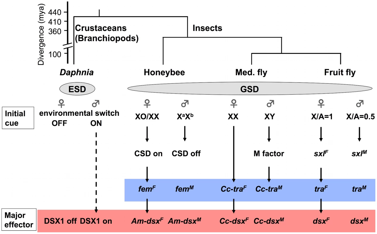 Simplified view of sex-determining pathways in the branchiopod crustacean <i>Daphnia</i> and insects.