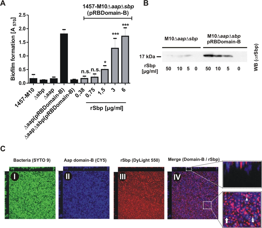 Functional role of Sbp in Aap-mediated <i>S</i>. <i>epidermidis</i> biofilm formation.