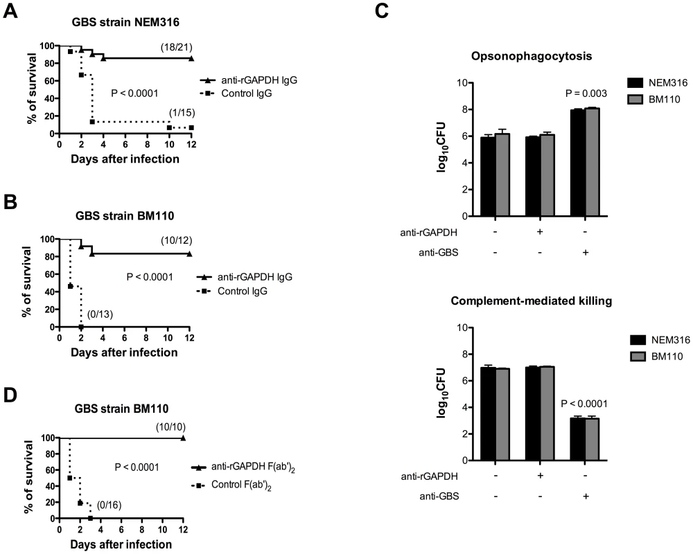 Passive immunization with purified anti-rGAPDH antibodies protects newborn mice from GBS-induced death.