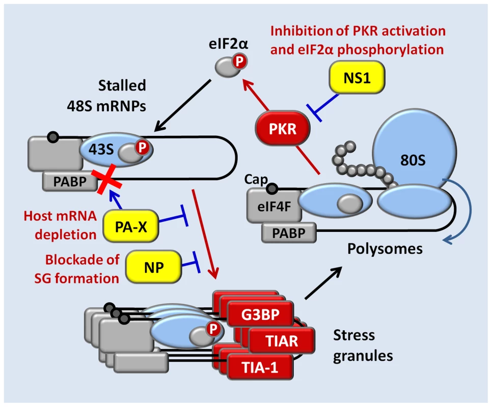 A model for concerted action of NS1, NP, and PA-X proteins in the inhibition of translation arrest and SG formation in influenza A virus-infected cells.