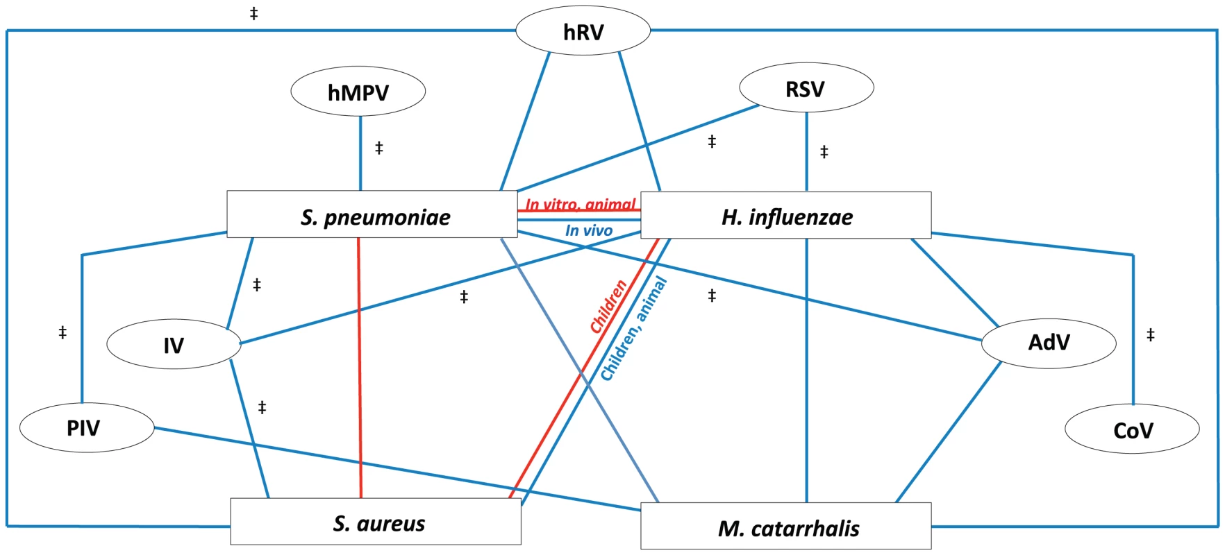 Proposed model of bacterial and viral interactions.