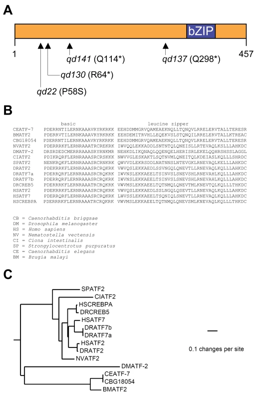 Mutant alleles of <i>C. elegans atf-7</i>, an ortholog of the mammalian ATF2/ATF7/CREB5 family of bZIP transcription factors.