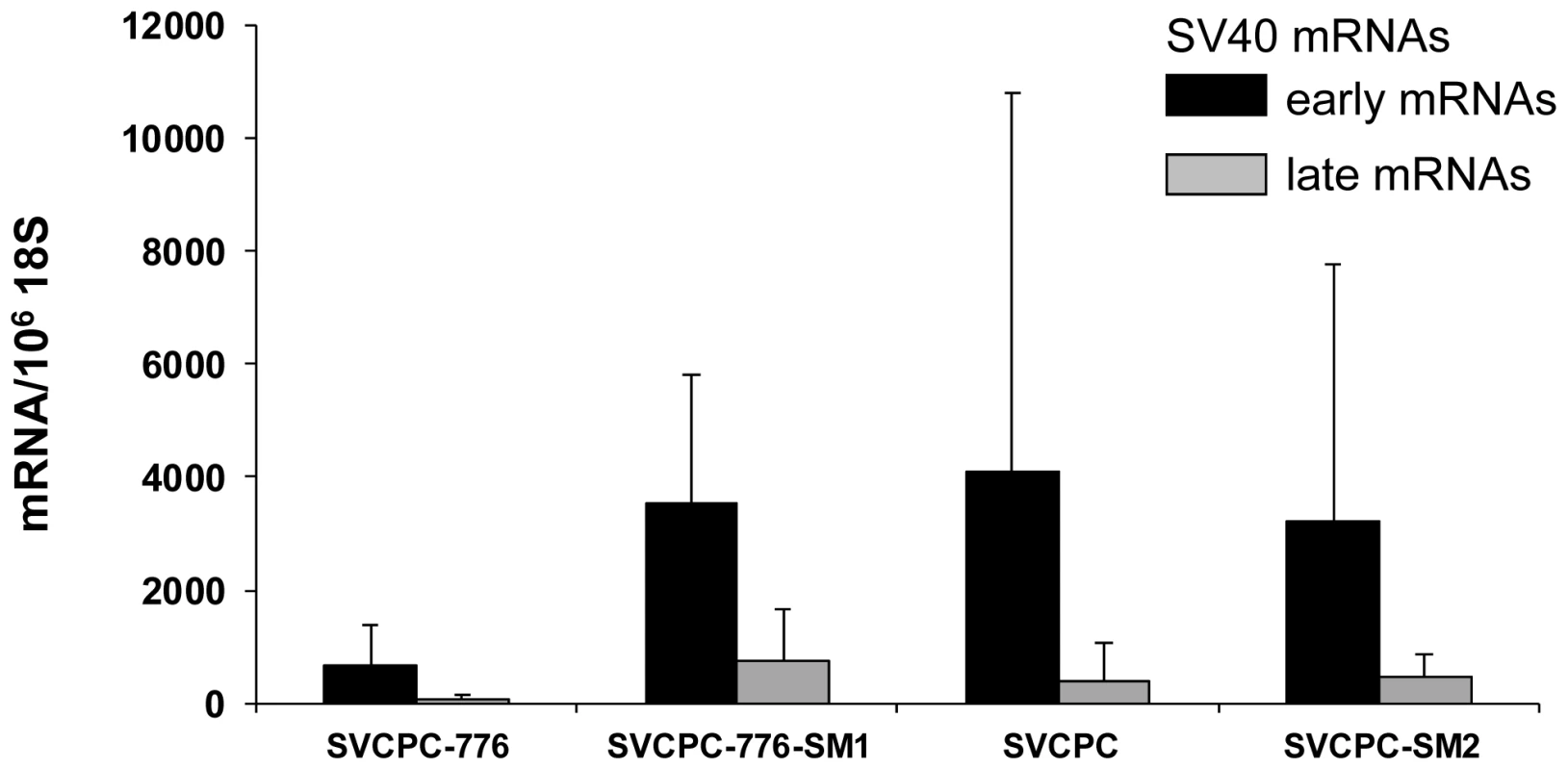 Detection of simian virus 40 (SV40) early and late mRNAs in hamster tumors induced by wild-type viruses and microRNA-negative mutants following intraperitoneal inoculation.