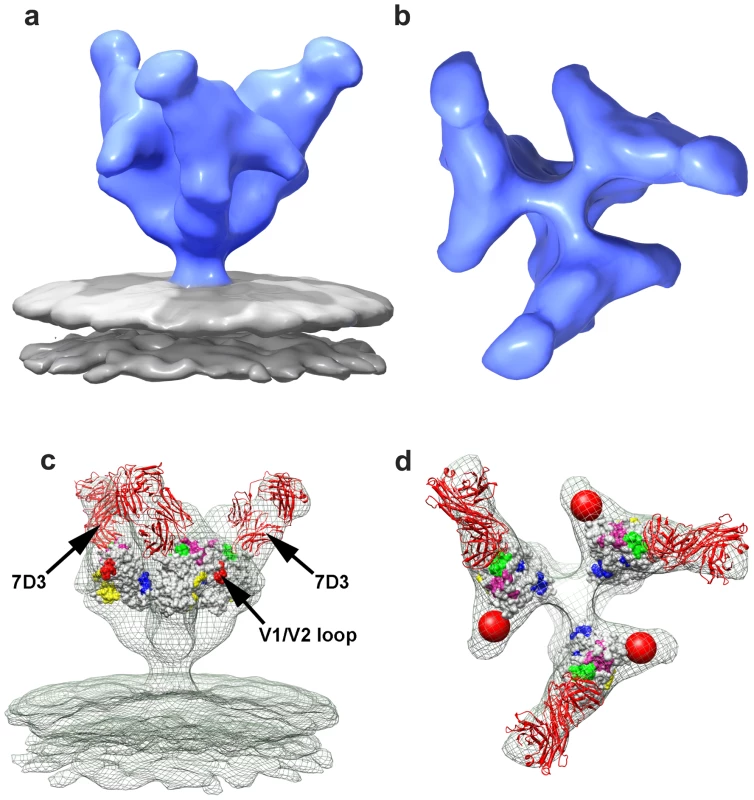 Molecular architecture of co-receptor-binding site antibody (7D3) complexes on SIV CP-MAC Env and fitted gp120 coordinates.