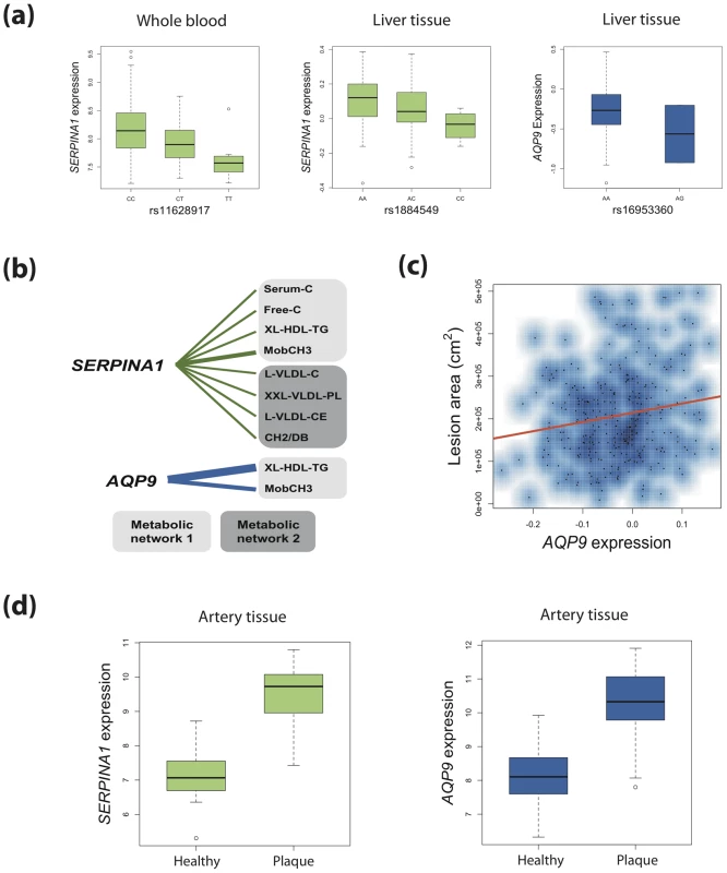Connecting genetic variation, gene expression, metabolites, and atherosclerosis for <i>SERPINA1</i> and <i>AQP9</i>.