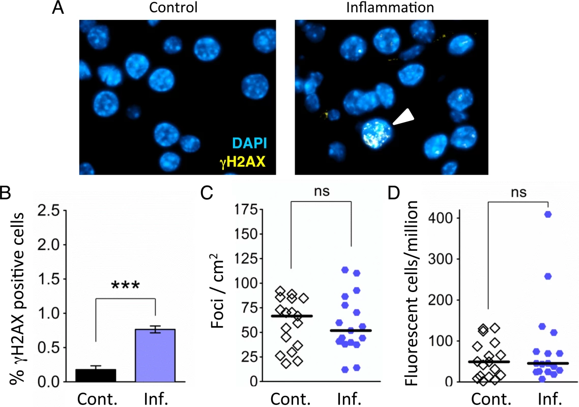 Independent bouts of inflammation induce DSB formation but not HR.