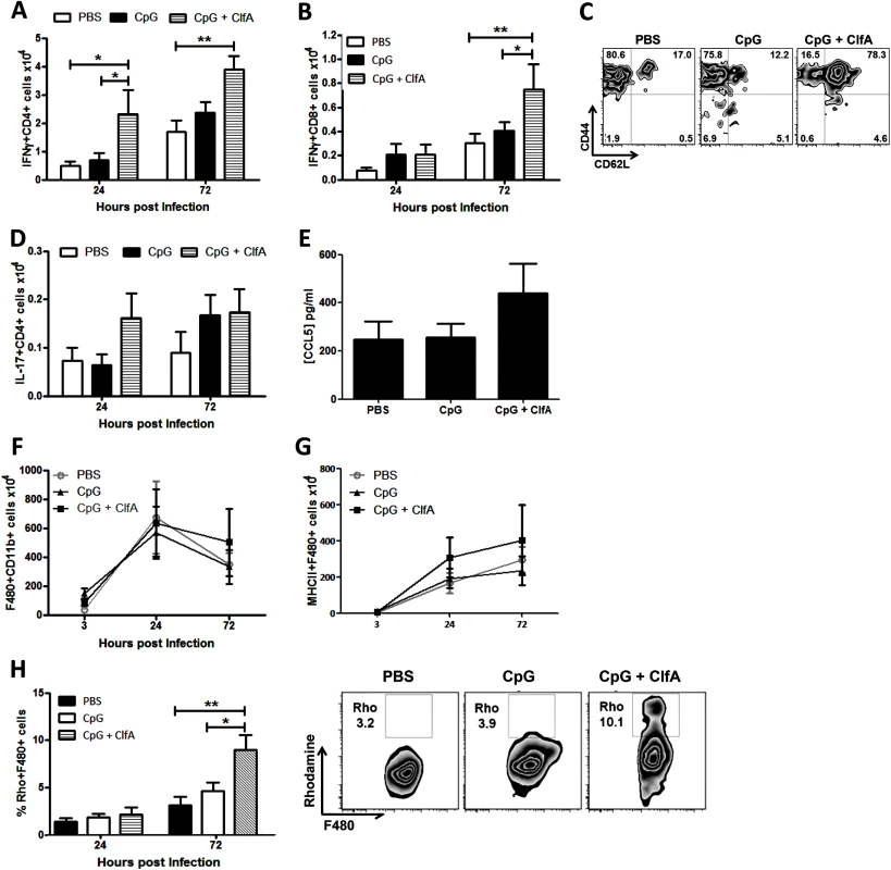 Vaccination with CpG and ClfA induces ClfA-specific type 1 immunity.