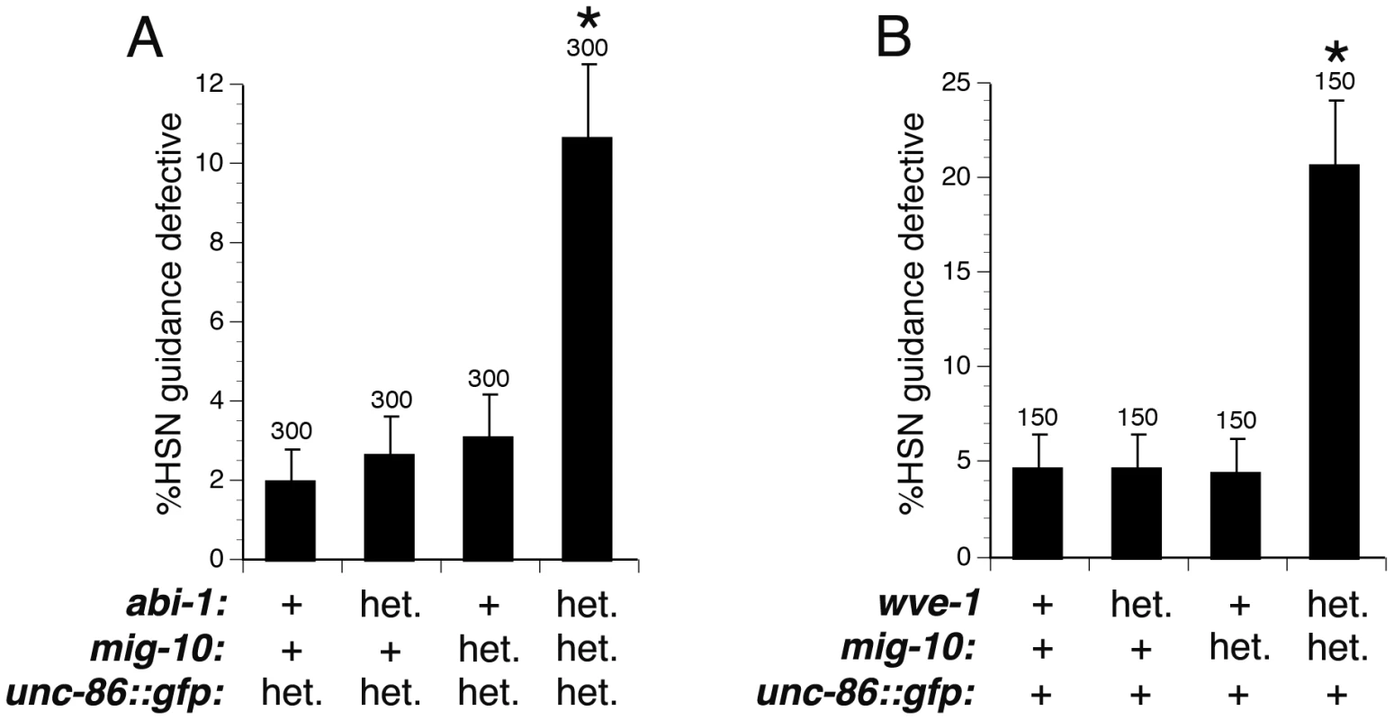 Dosage-sensitive genetic interactions indicate that MIG-10, ABI-1, and WVE-1 function together to mediate axon guidance.