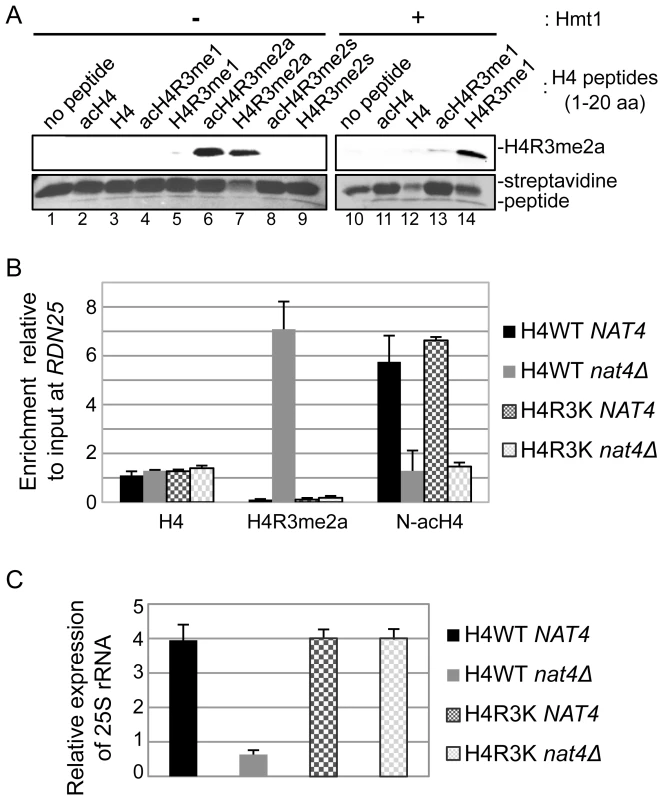 N-acH4 inhibits the Hmt1 methyltransferase activity towards H4R3.