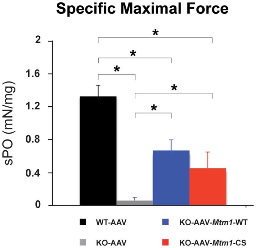 The phosphatase-dead C375S myotubularin mutant improves muscle force in <i>Mtm1</i> KO mice.