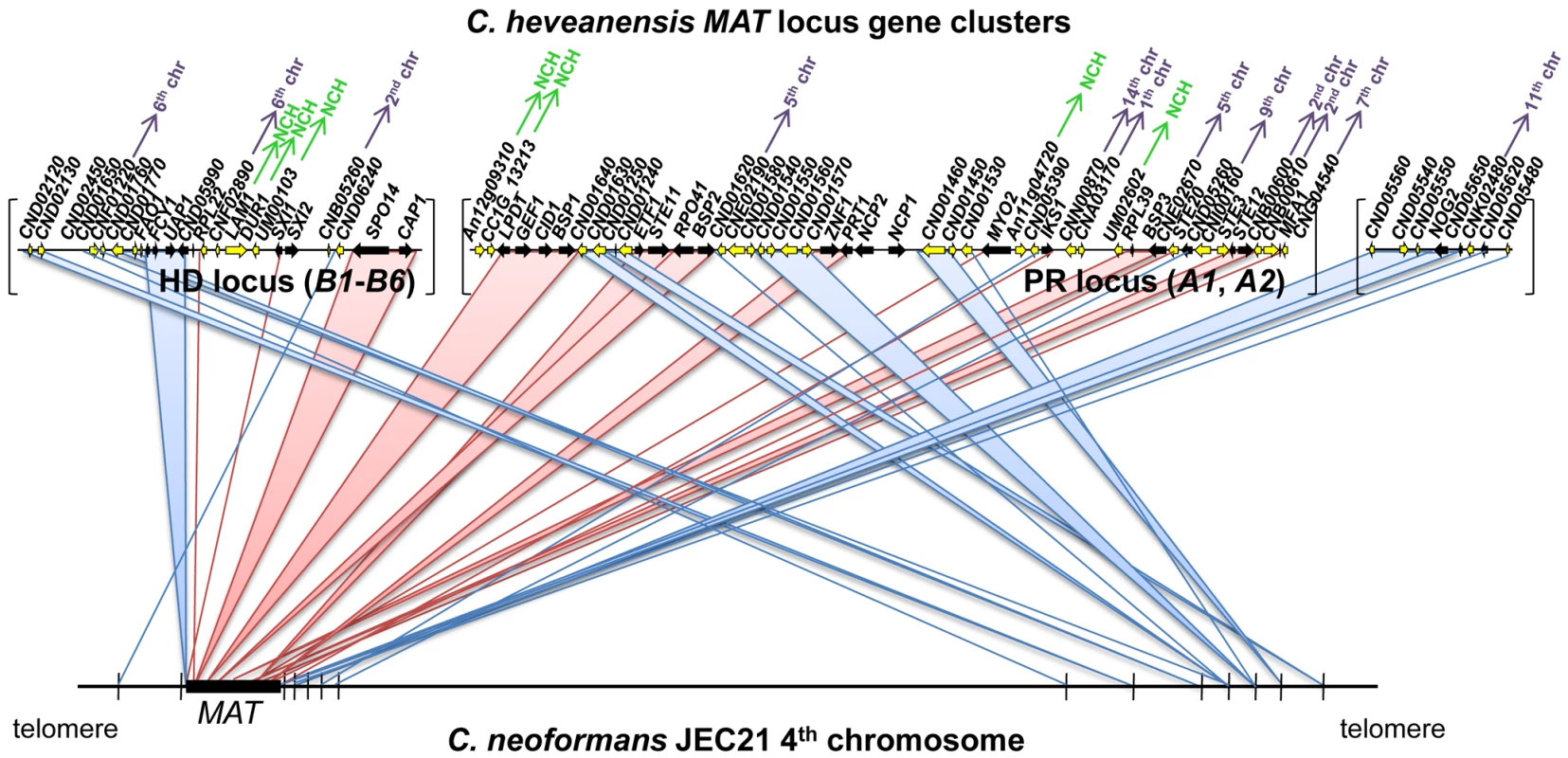 <i>C. heveanensis MAT</i> locus region shares synteny with the 4<sup>th</sup> chromosome of <i>C. neoformans</i> JEC21.