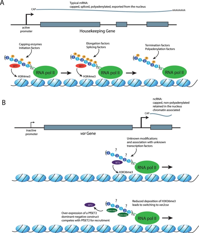 The role of the RNA polymerase II CTD in recruiting different factors to the transcription complex.