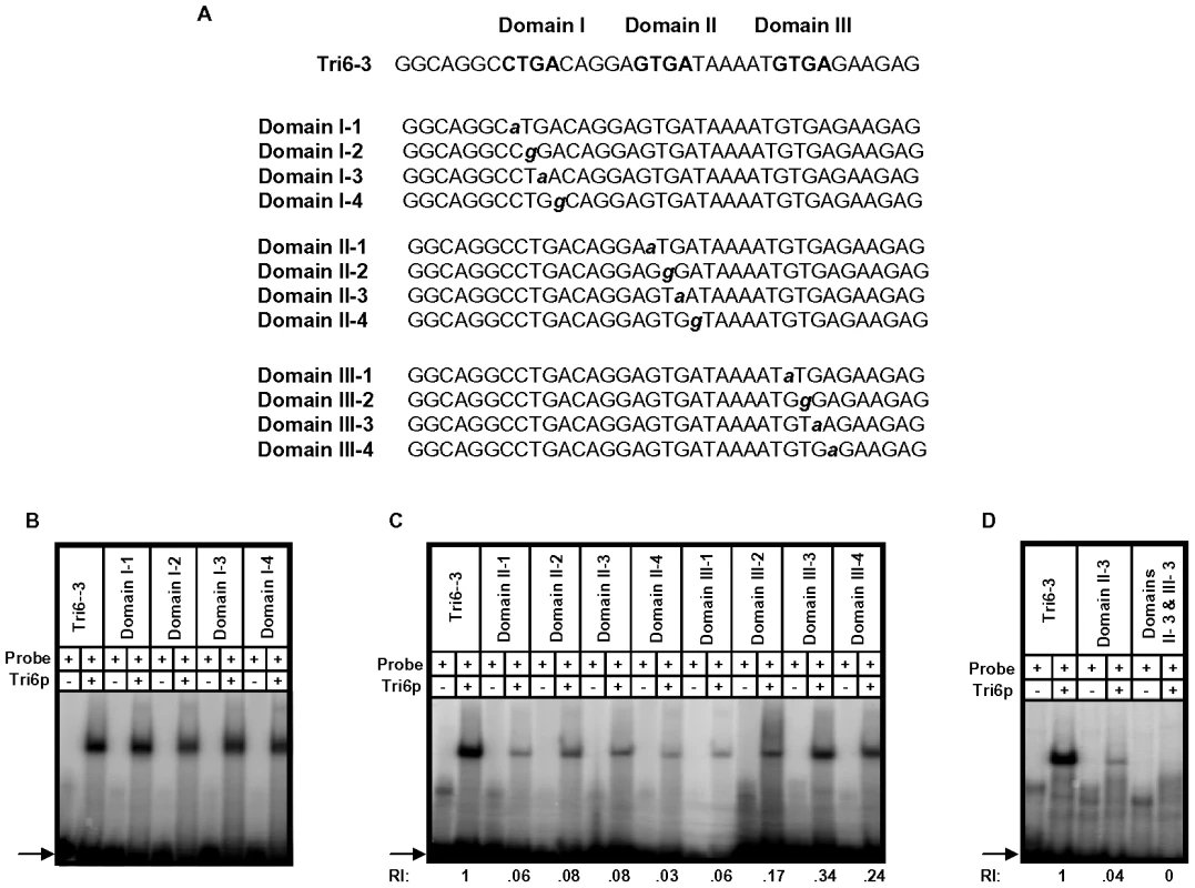 Tri6 binds to GTGA repeats in the <i>Tri6</i> promoter by EMSA analyses.