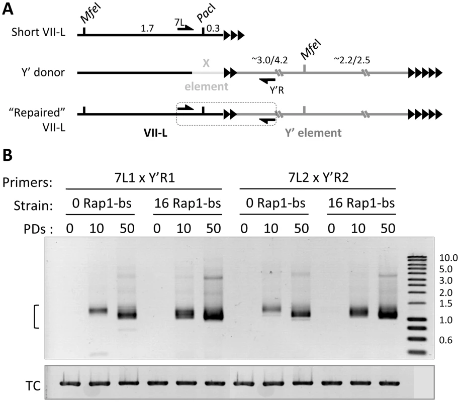 Y′ element translocation on VII-L end is readily detected by PCR across the junction.