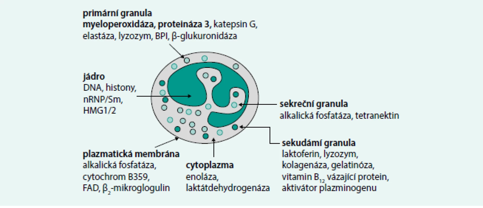 Neutrofilní granulocyt – obsah granulí a cíle autoprotilátek. Obrázek ukazuje cílové antigeny u neutrofilního granulocytu, nicméně autoprotilátky ANCA jsou namířeny i proti strukturám jiných buněk, například lyzosomů monocytů.
