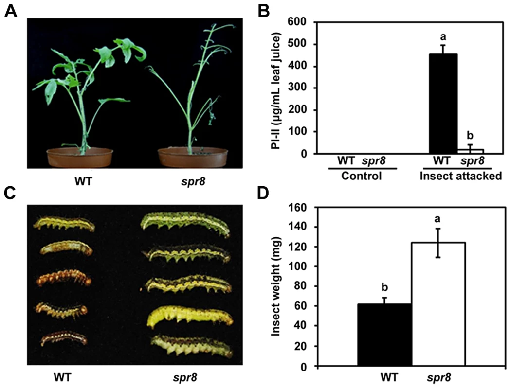 <i>spr8</i> plants show reduced resistance to cotton bollworm larvae (<i>Helicoverpa armigera</i>).