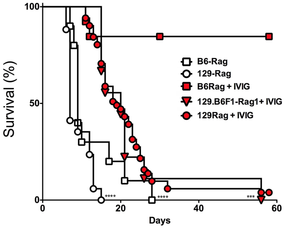 IVIG protects B6 but not 129-Rag<sup>-/-</sup> mice from HSE.
