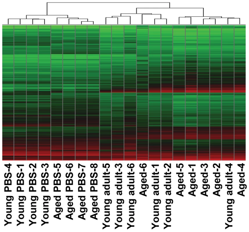 Global gene expression profiles of individual young adult and aged animals.