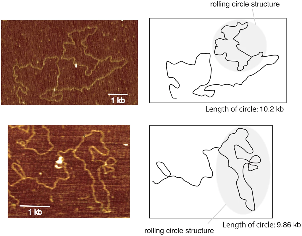 Images of rolling circle structure by atomic force microscopy.