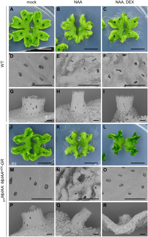 Effects of exogenous auxin on the morphology and cell shape.