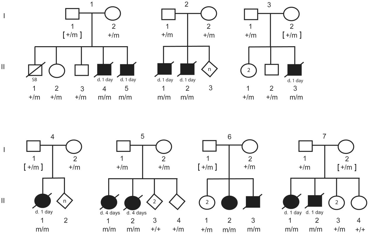 Pedigree of 7 CP1 NSDTR families depicting segregation of the mutant allele with the LINE-1 element insertion.