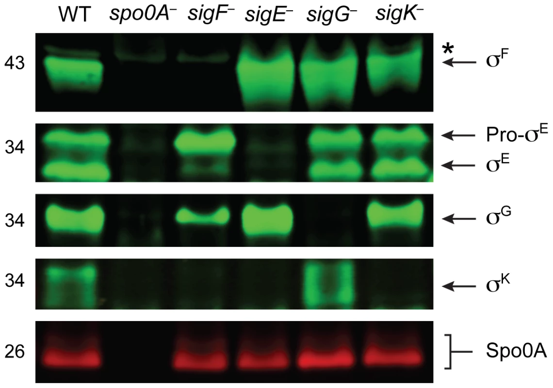 Analysis of sporulation sigma factor production in sporulation sigma factor mutants.