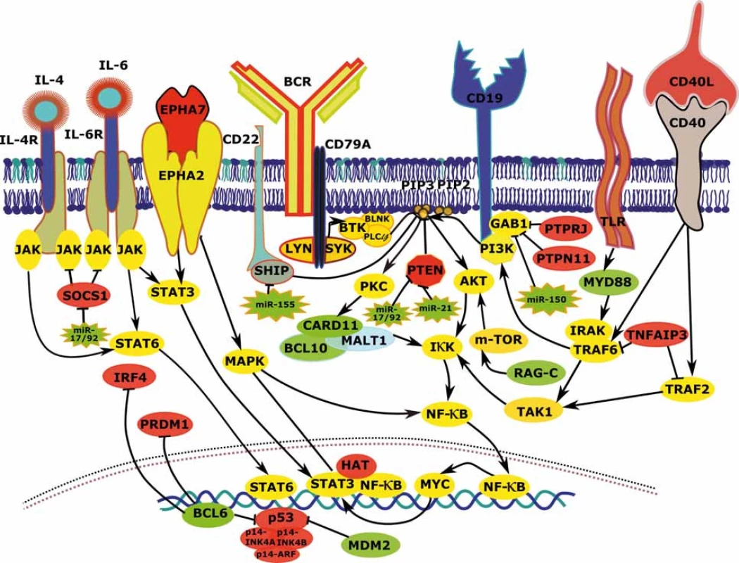Vzájemné interakce a deregulace komponent signálních drah vedoucích k aktivaci BCR signalizace, NF-κB a PI3K u FL.
FL – folikulární lymfom, BCR – B buněčný receptor, zeleně – zvýšená exprese/aktivita vlivem aberací postihujících daný gen, červeně – snížená exprese/aktivita vlivem aberací postihujících daný gen, žlutě – zvýšená exprese/aktivita vlivem aberací postihujících jiné geny, šedě – snížená exprese/aktivita vlivem aberací postihujících jiné geny