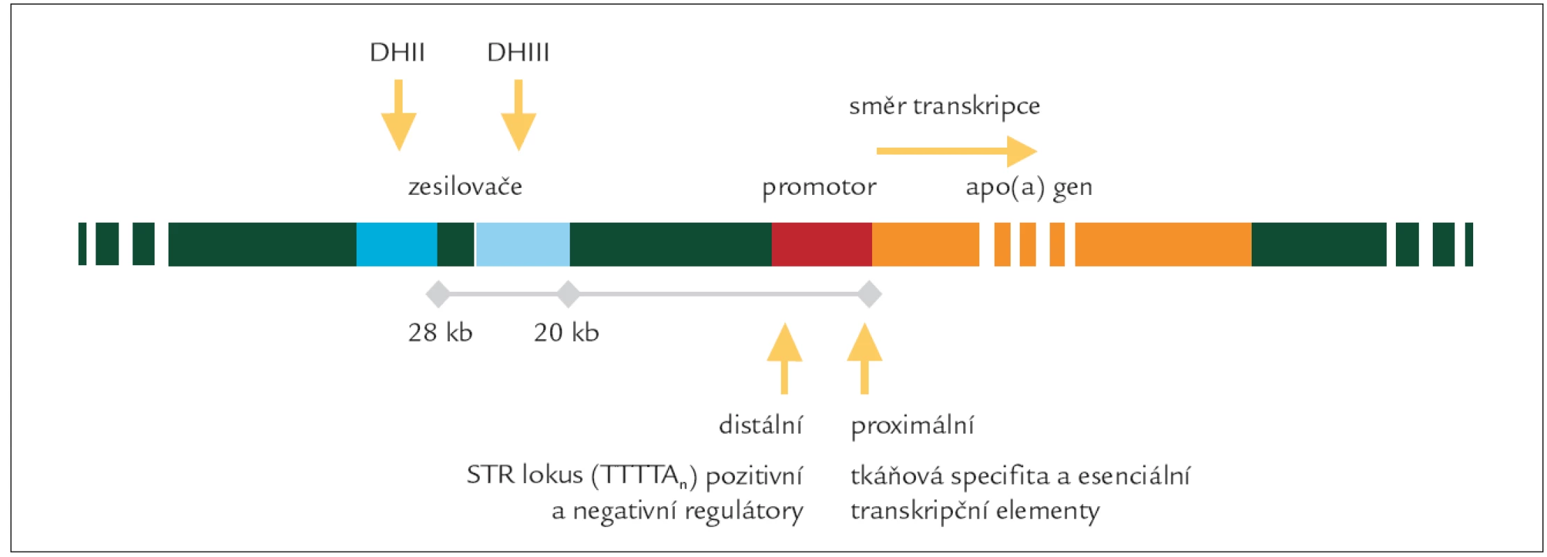 Umístění genu apo(a) a jeho regulačních oblastí na 6. chromozomu.
