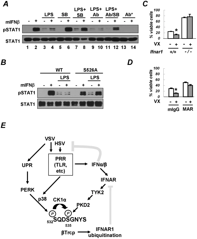 PRR signaling attenuates cellular responses to Type I IFN.