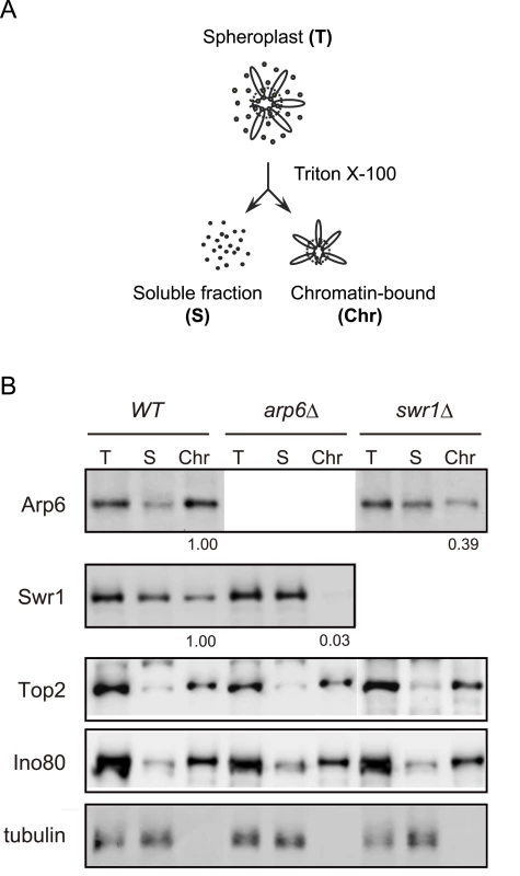 Arp6 partitions between soluble and insoluble chromatin fractions.